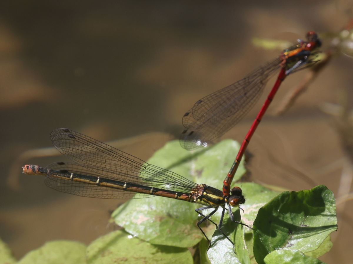 Pyrrhosoma nymphula