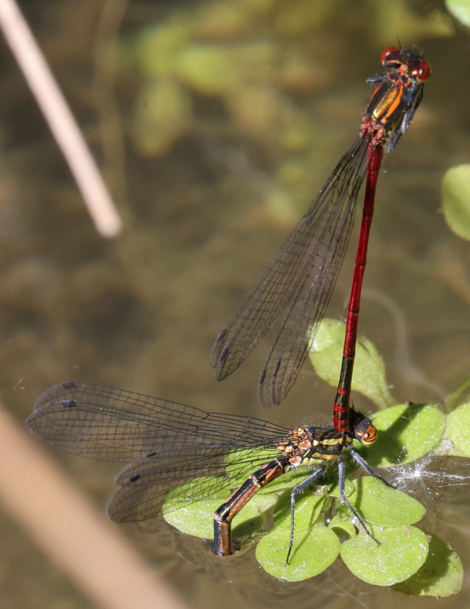 Pyrrhosoma nymphula