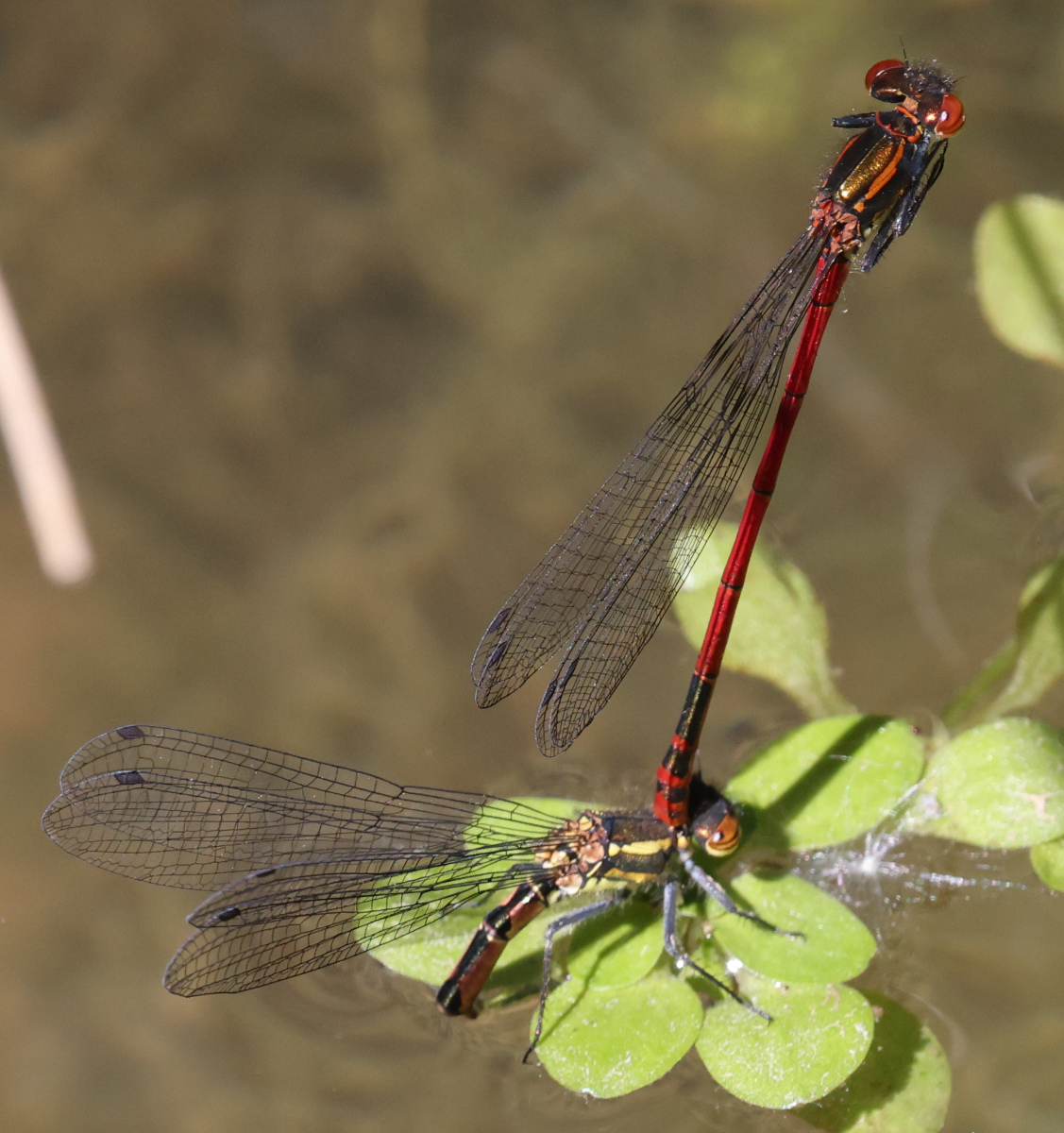 Pyrrhosoma nymphula
