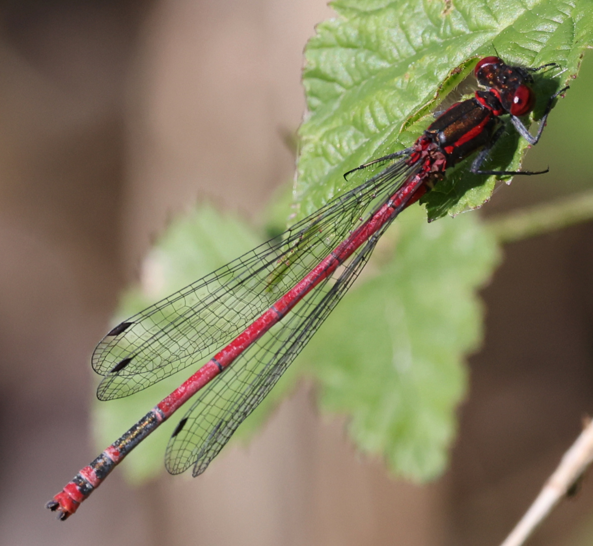 Pyrrhosoma nymphula