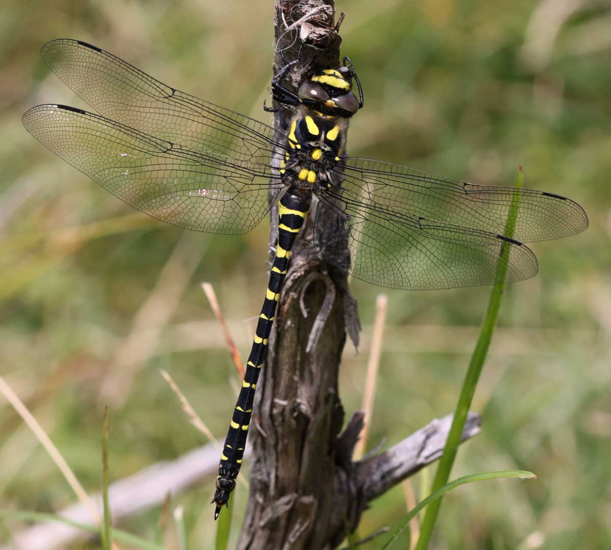 Cordulegaster boltonii