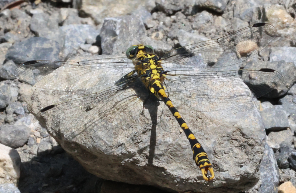 Onychogomphus forcipatus