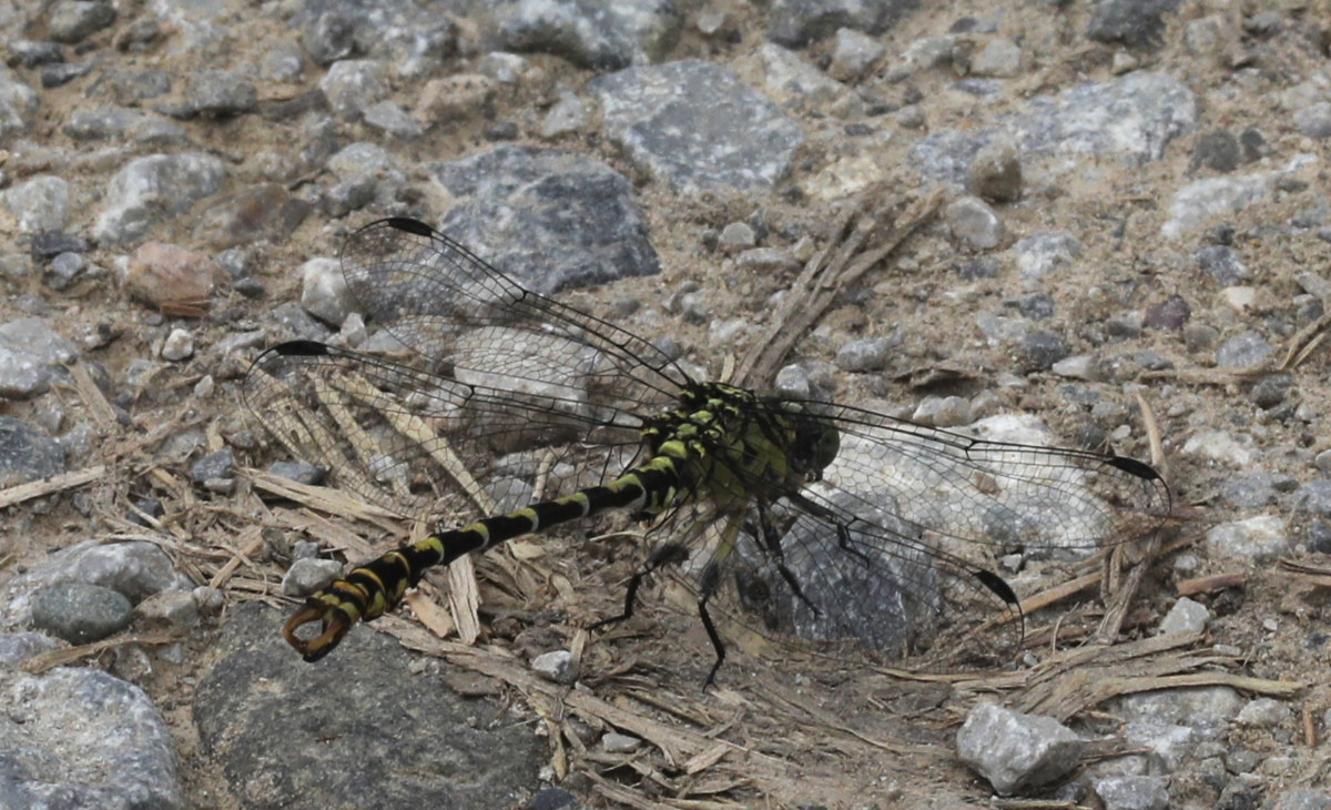 Onychogomphus forcipatus