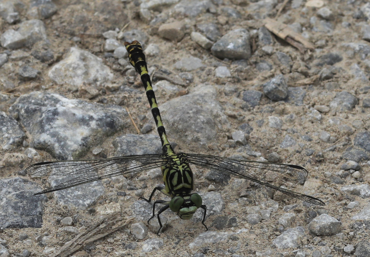 Onychogomphus forcipatus