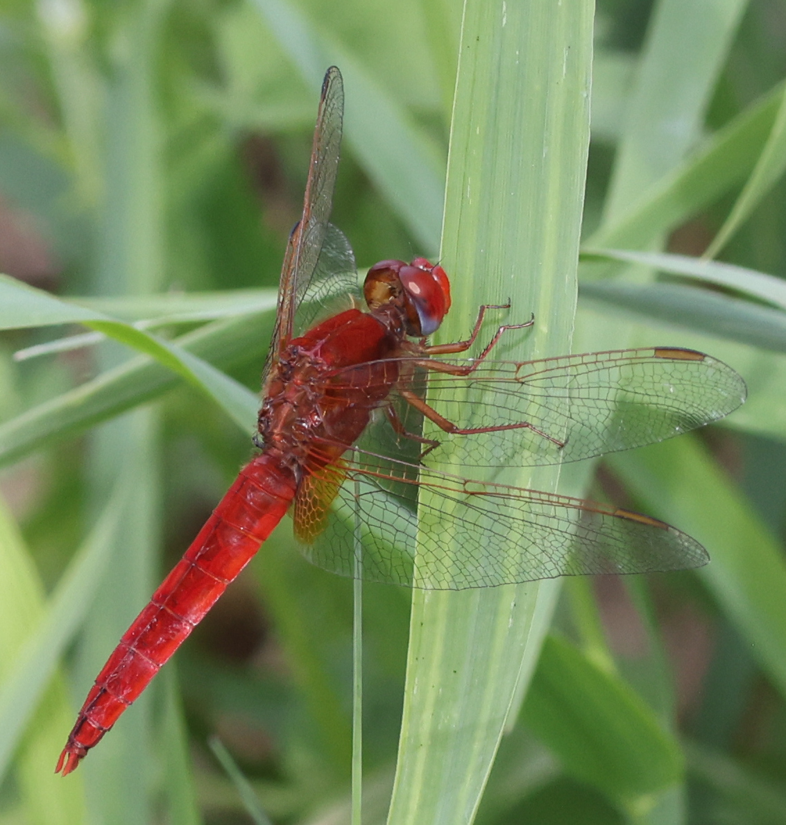 Crocothemis erythraea