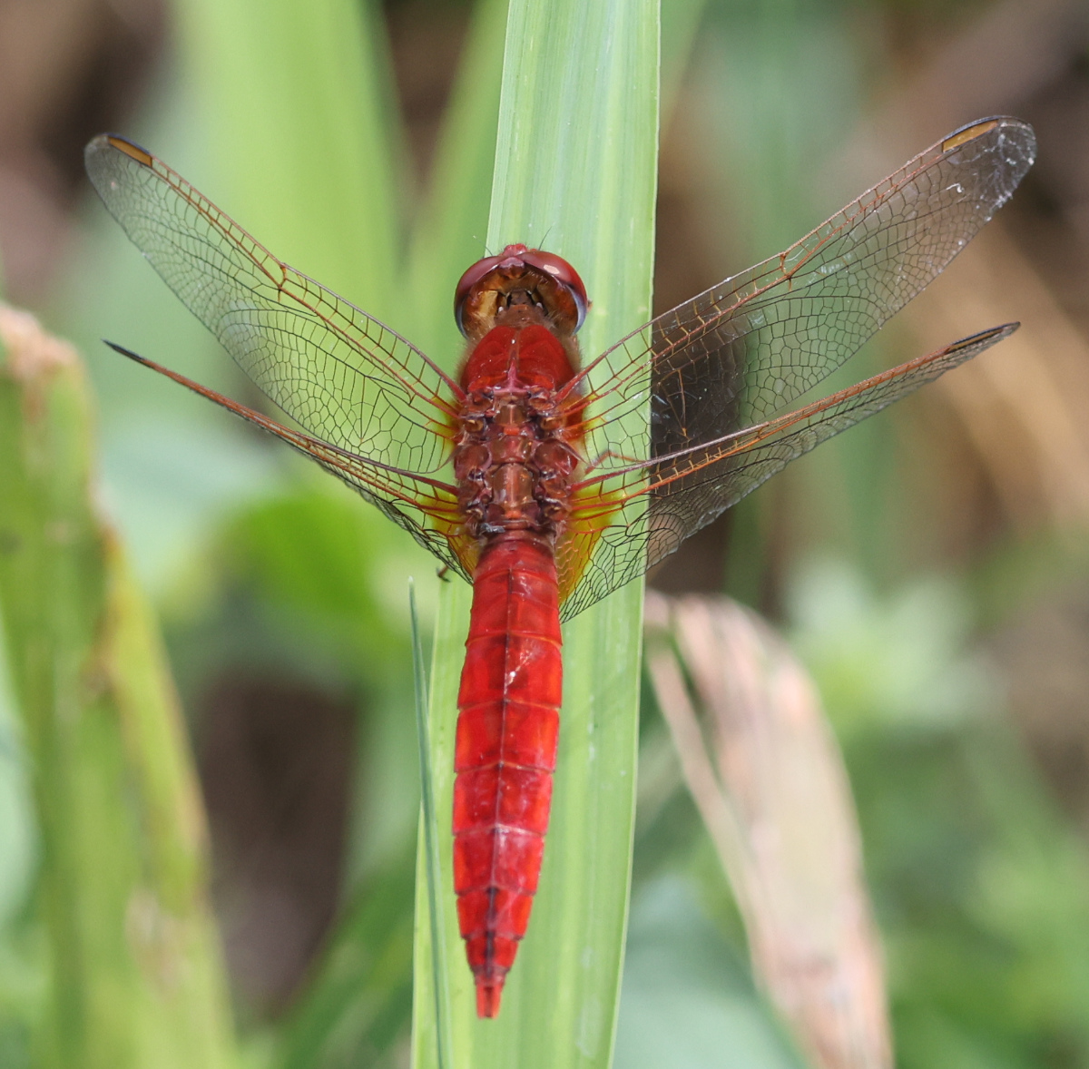 Crocothemis erythraea