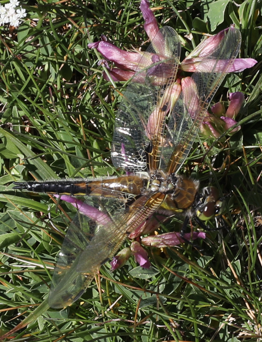 Libellula quadrimaculata