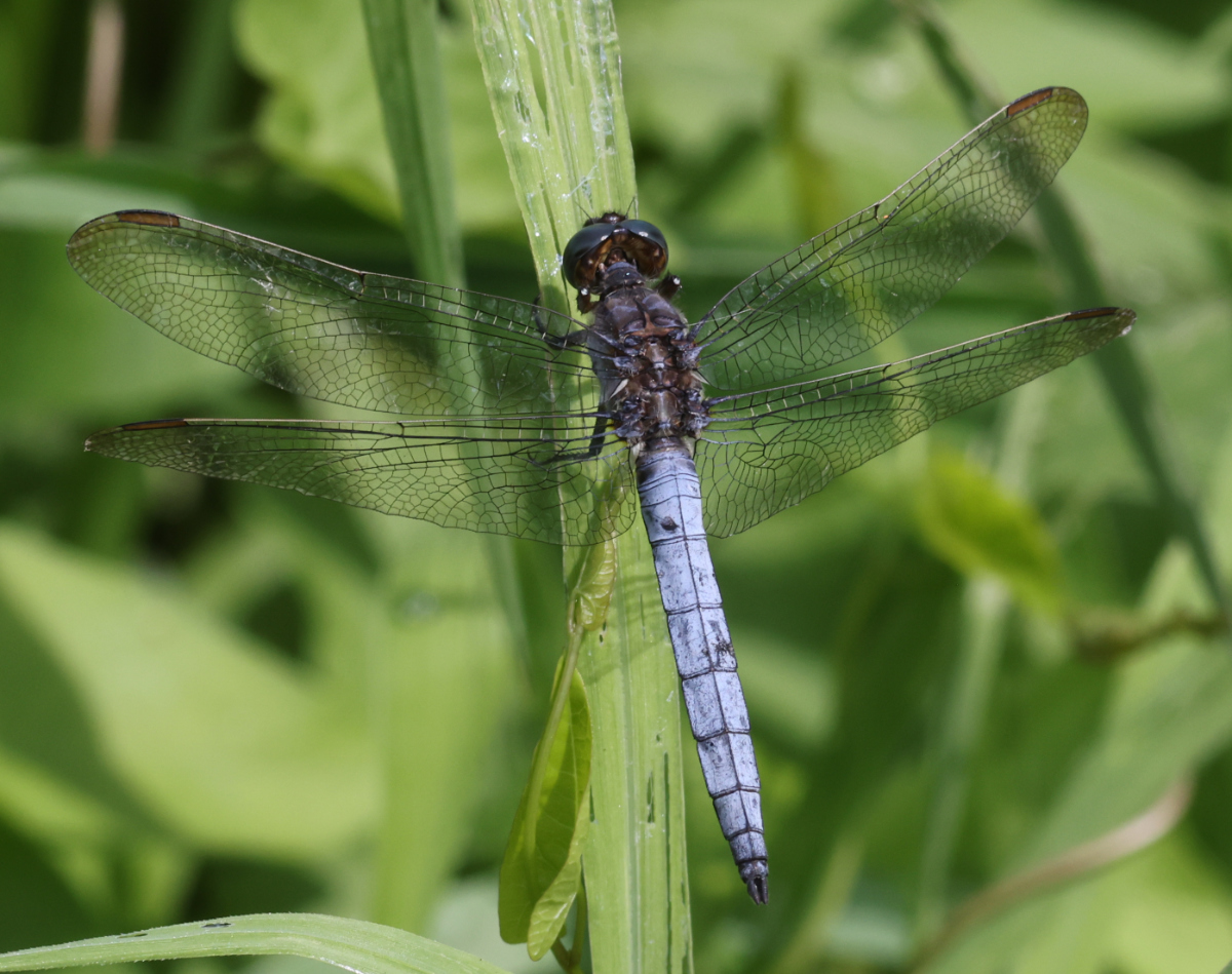 Orthetrum coerulescens