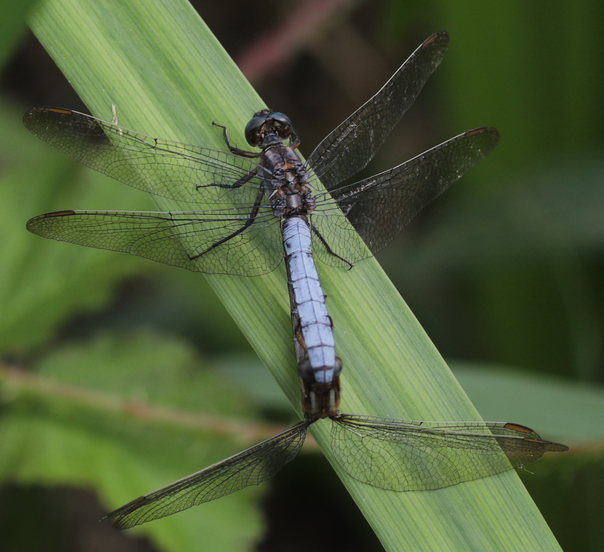 Orthetrum coerulescens