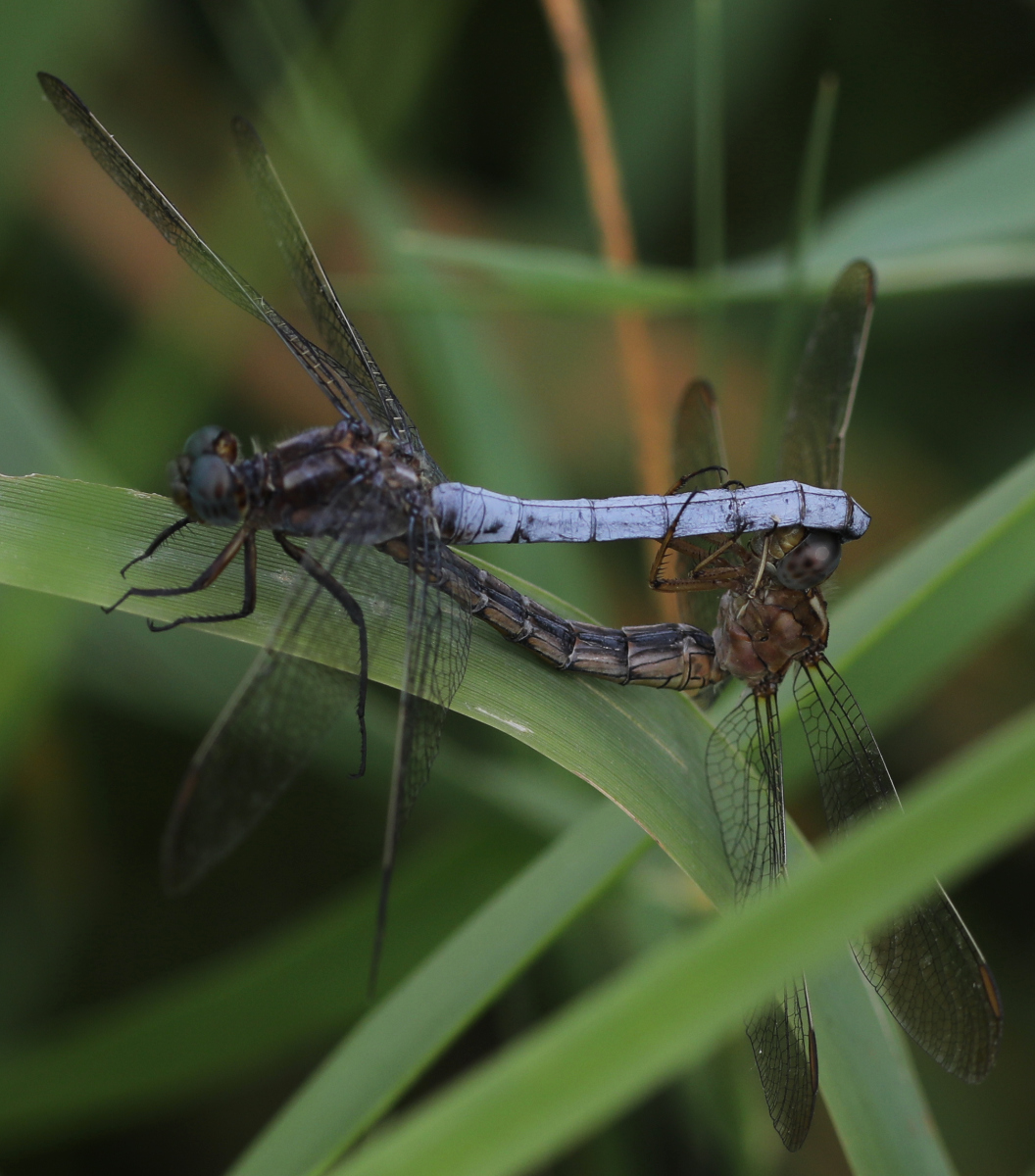 Orthetrum coerulescens