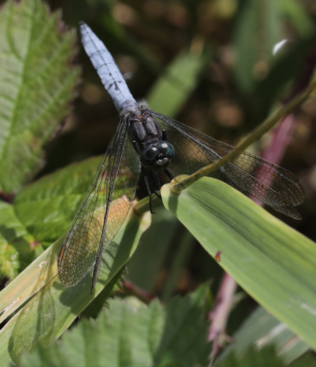 Orthetrum coerulescens