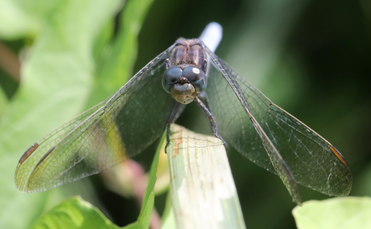 Orthetrum coerulescens