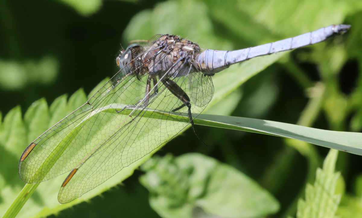 Orthetrum coerulescens