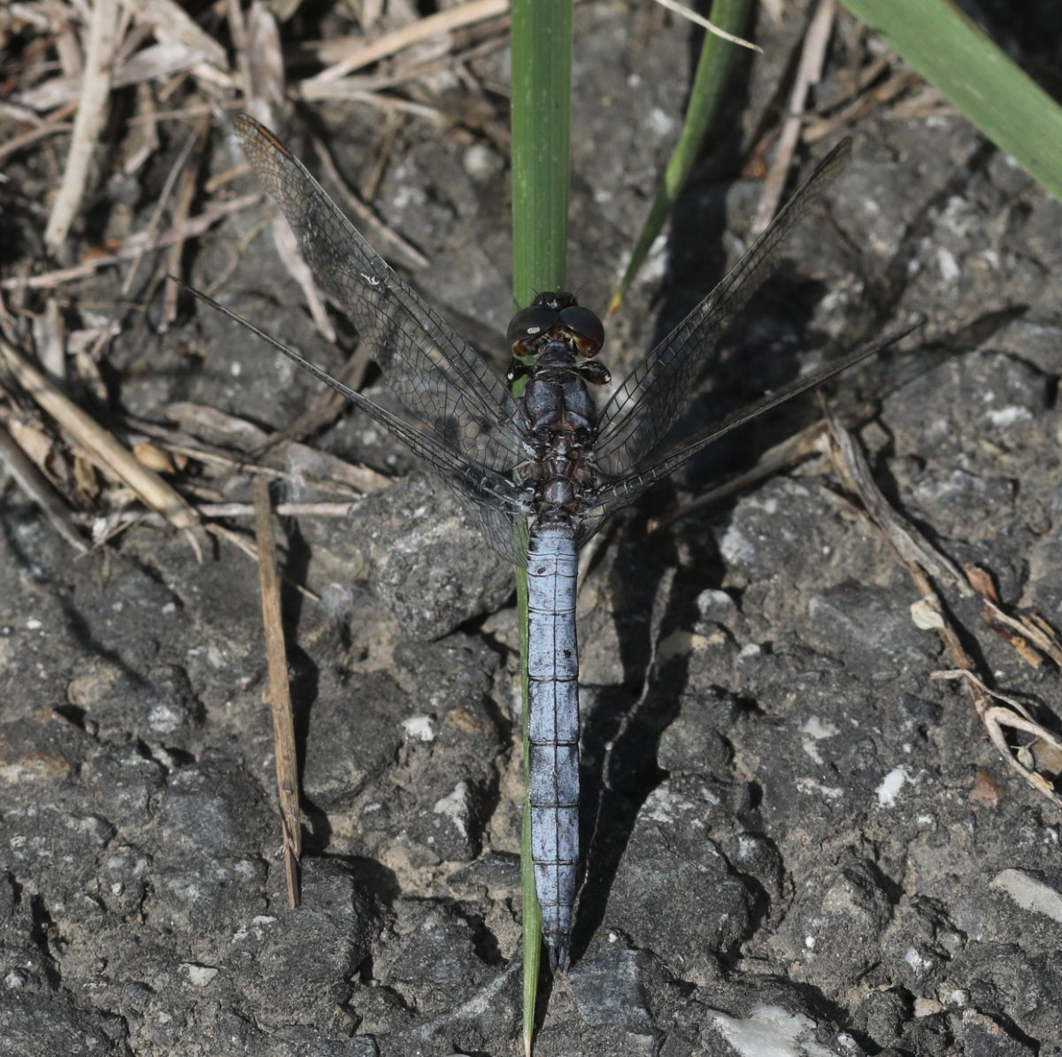 Orthetrum coerulescens