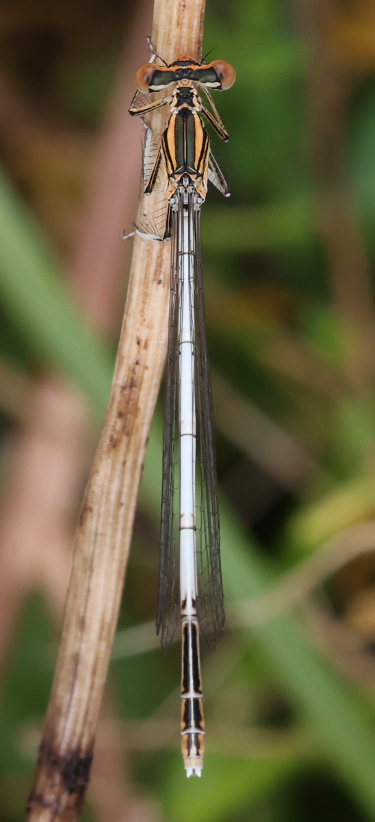 Platycnemis sp.