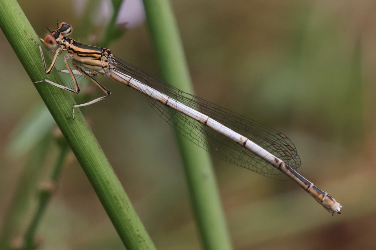 Platycnemis sp.
