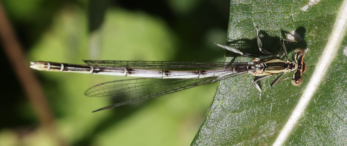 Platycnemis sp.