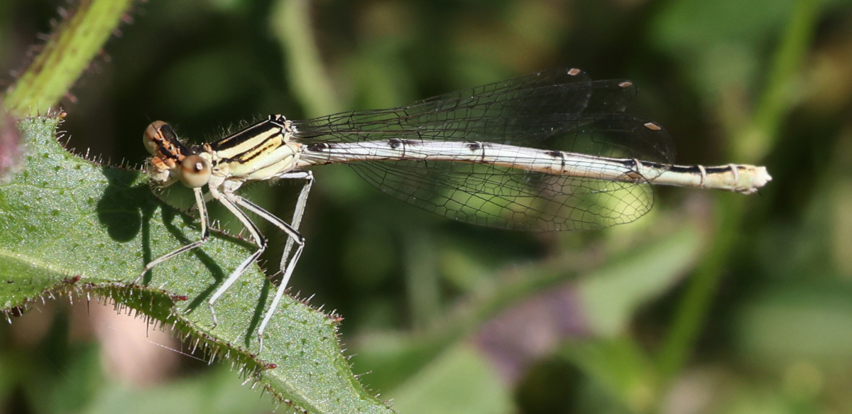 Platycnemis sp.