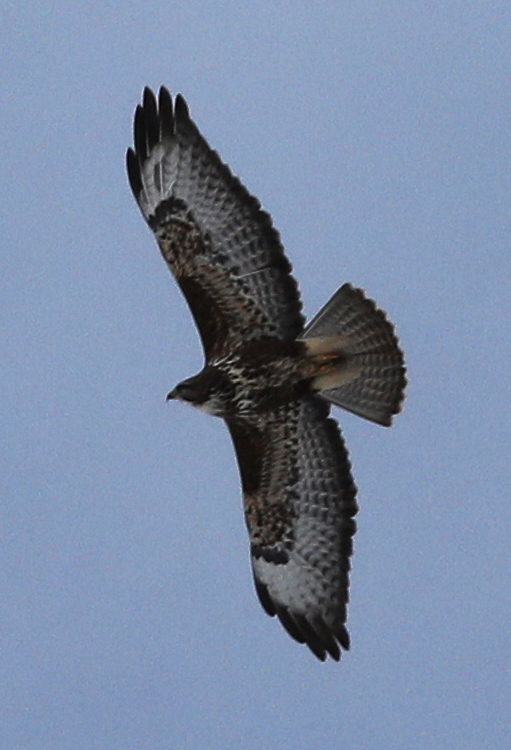 Buteo buteo