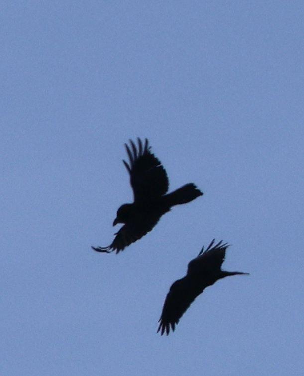 Corvus corax