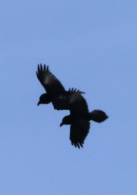 Corvus corax