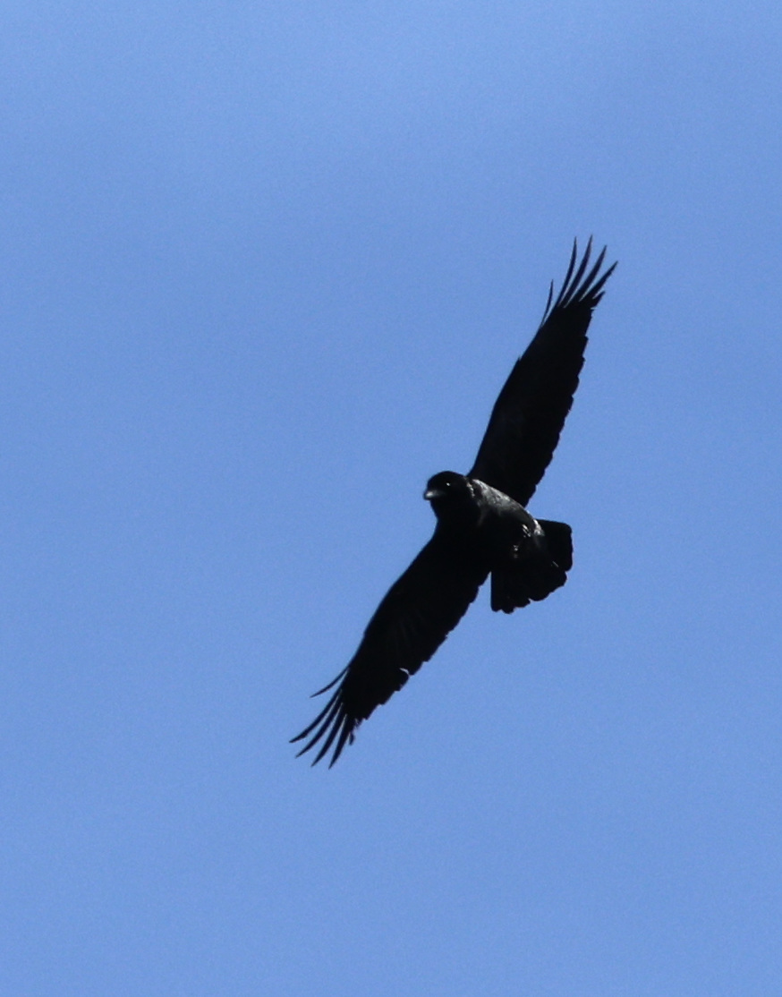 Corvus corax