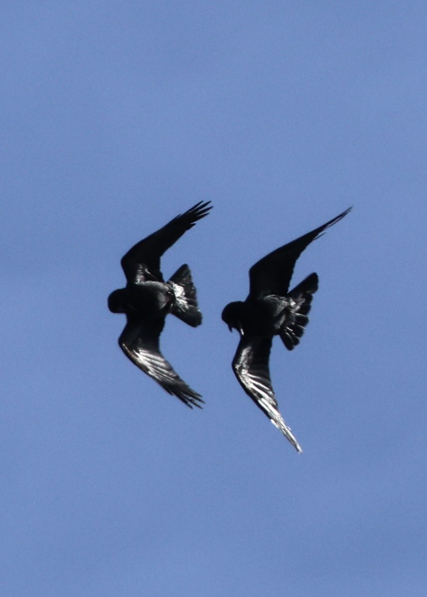Corvus corax