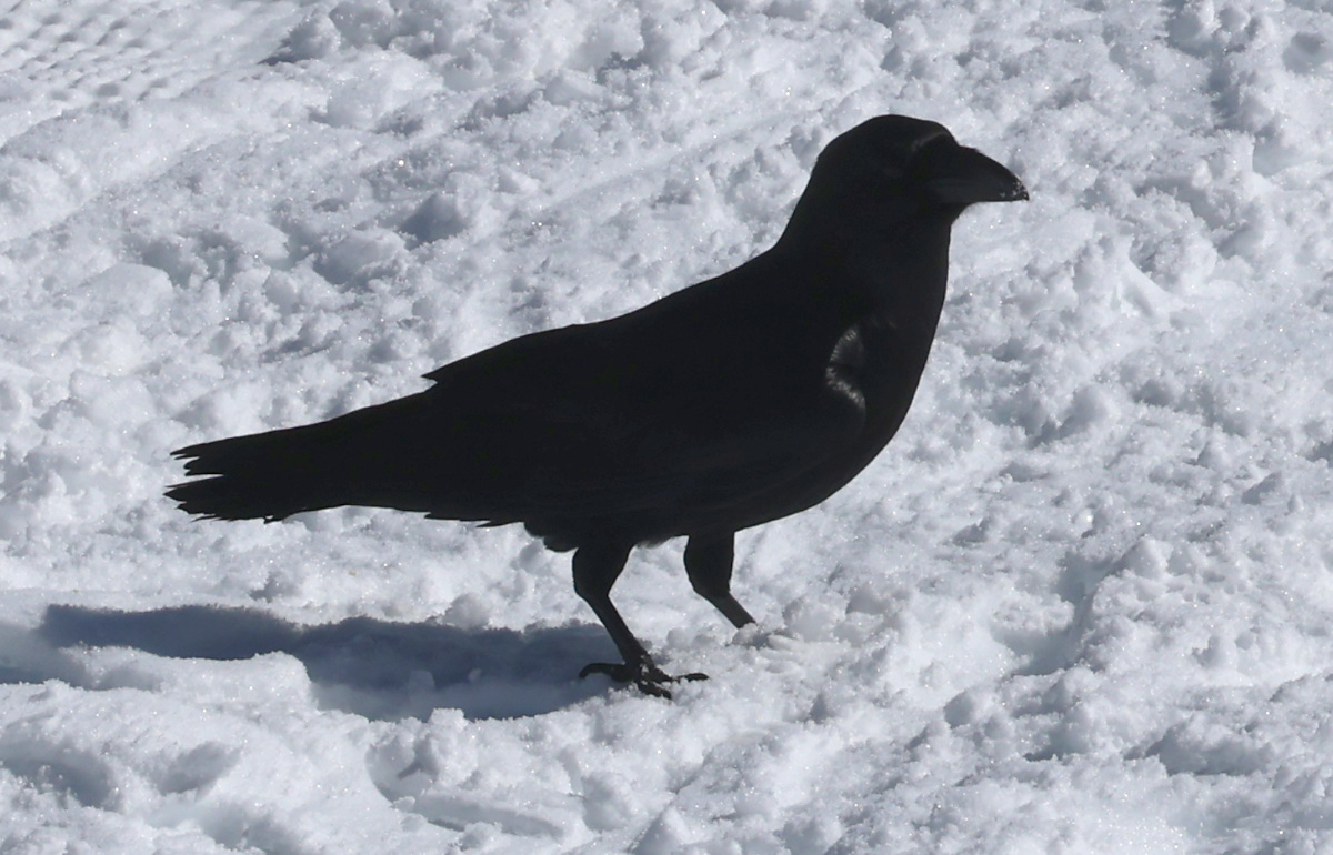 Corvus corax