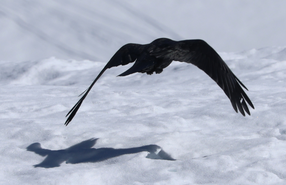 Corvus corax