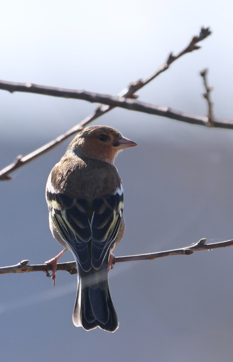 Fringilla coelebs