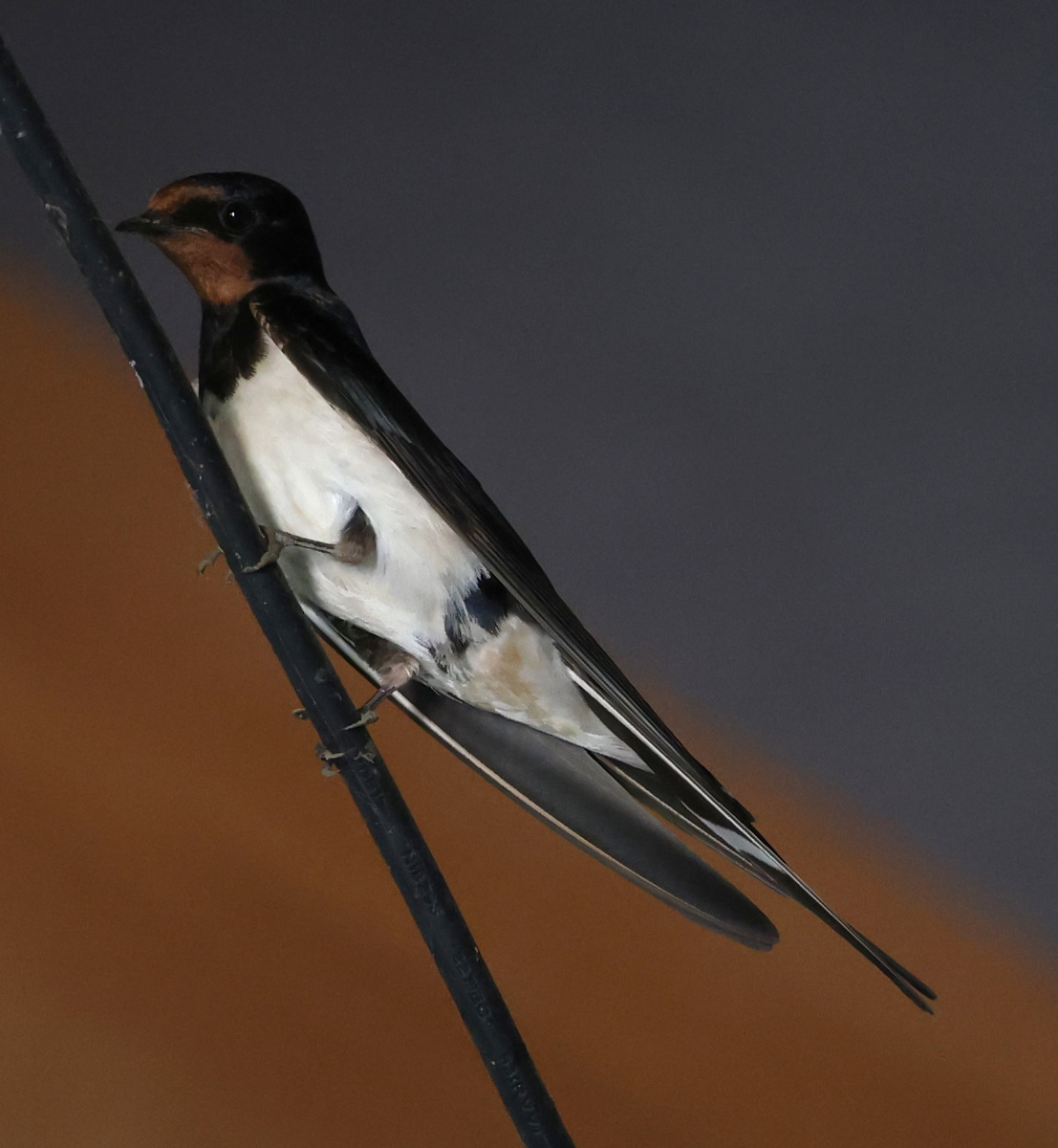 Hirundo rustica