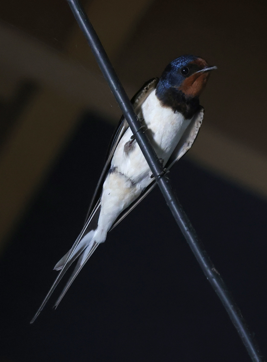 Hirundo rustica