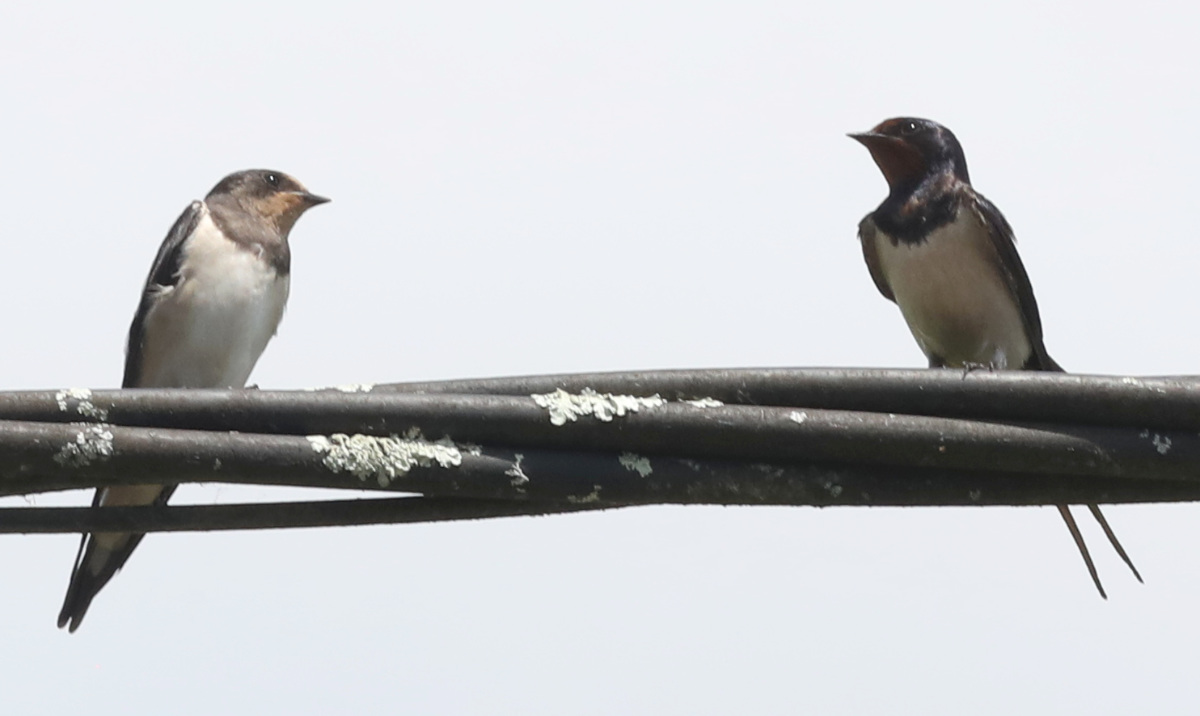 Hirundo rustica