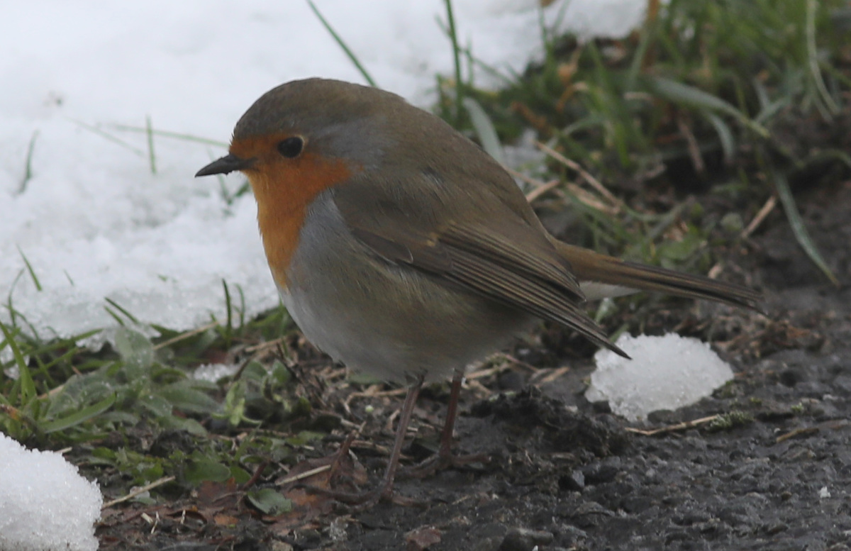 Erithacus rubecula