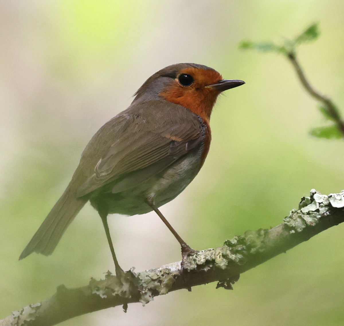 Erithacus rubecula