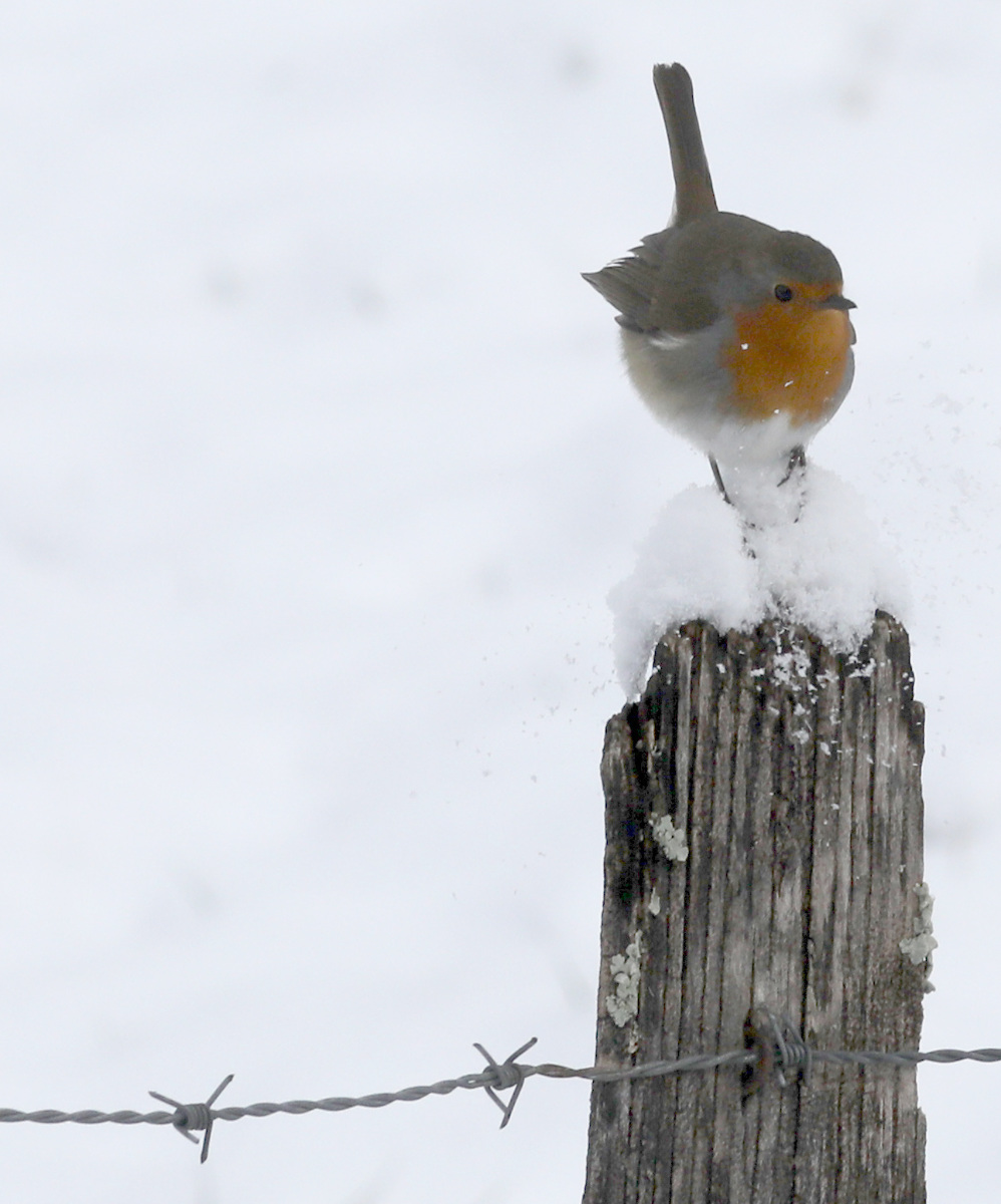Erithacus rubecula