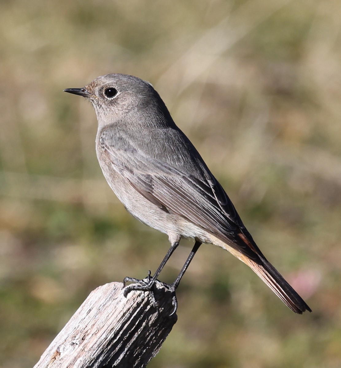 Phoenicurus ochruros