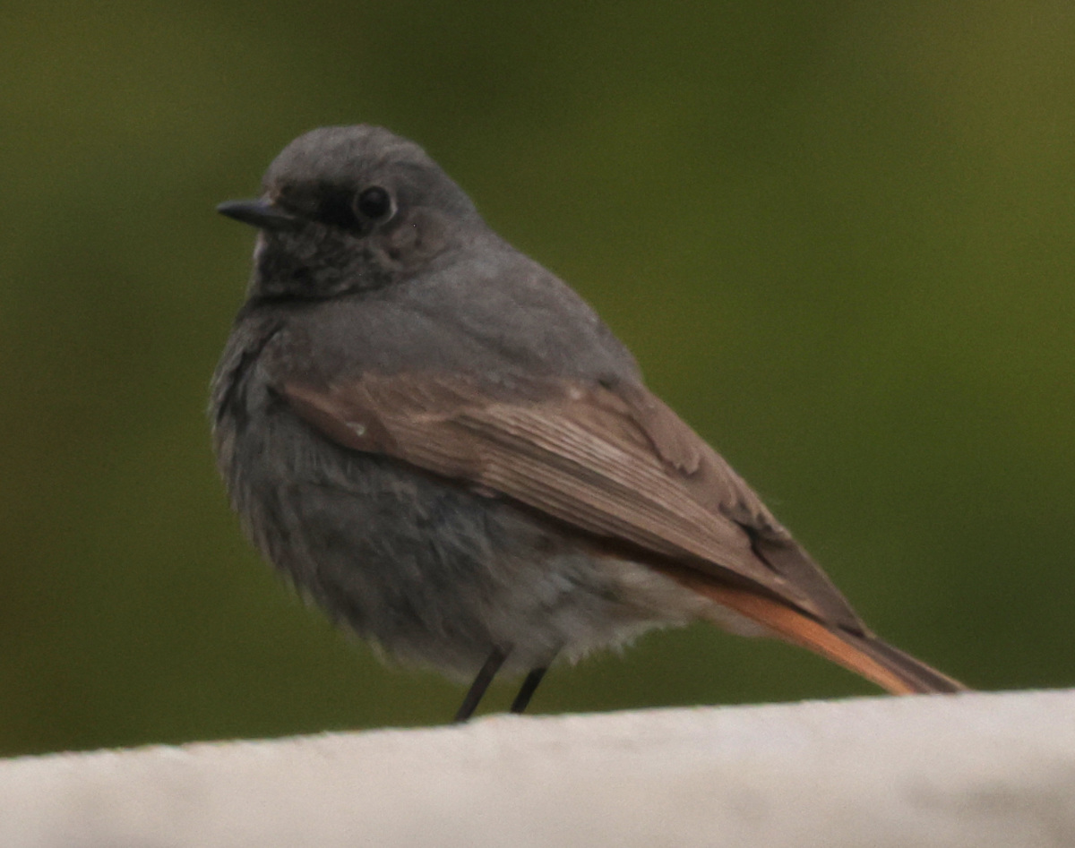 Phoenicurus ochruros