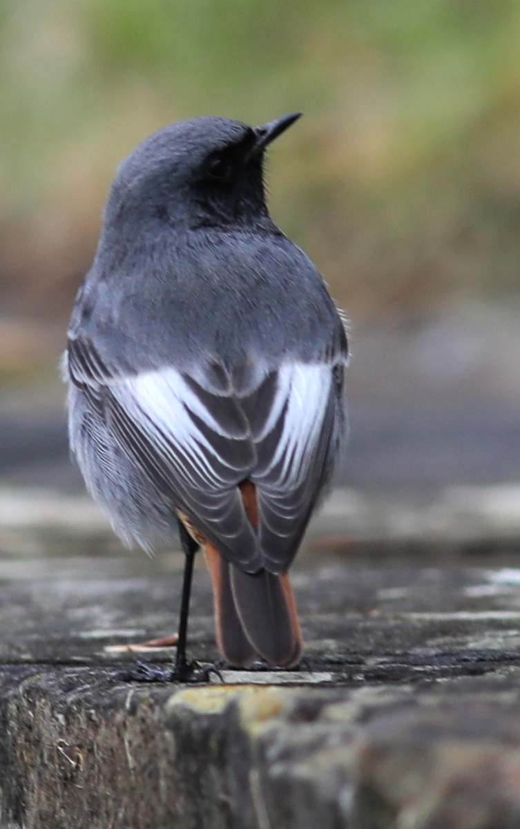 Phoenicurus ochruros