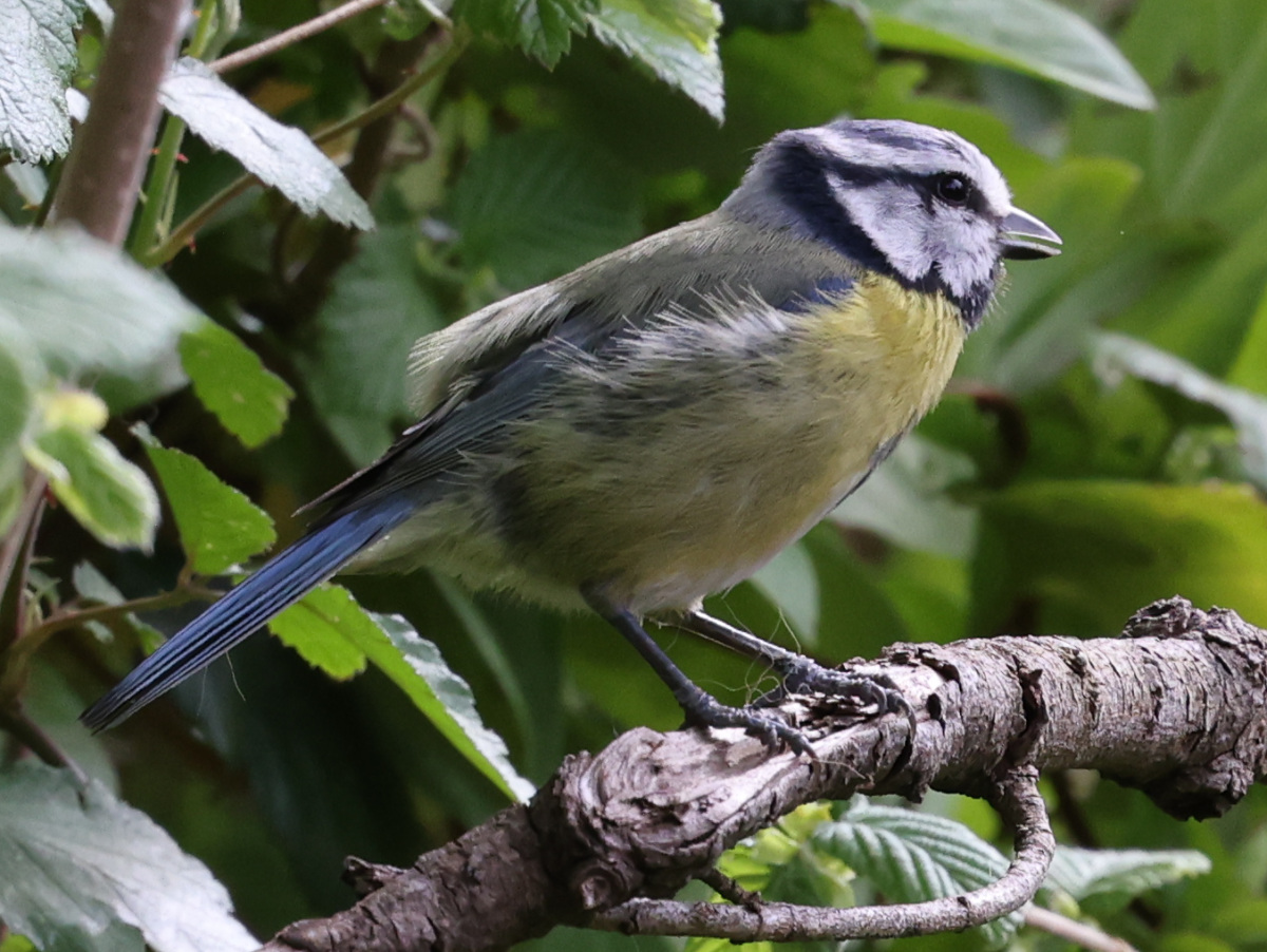 Cyanistes caeruleus