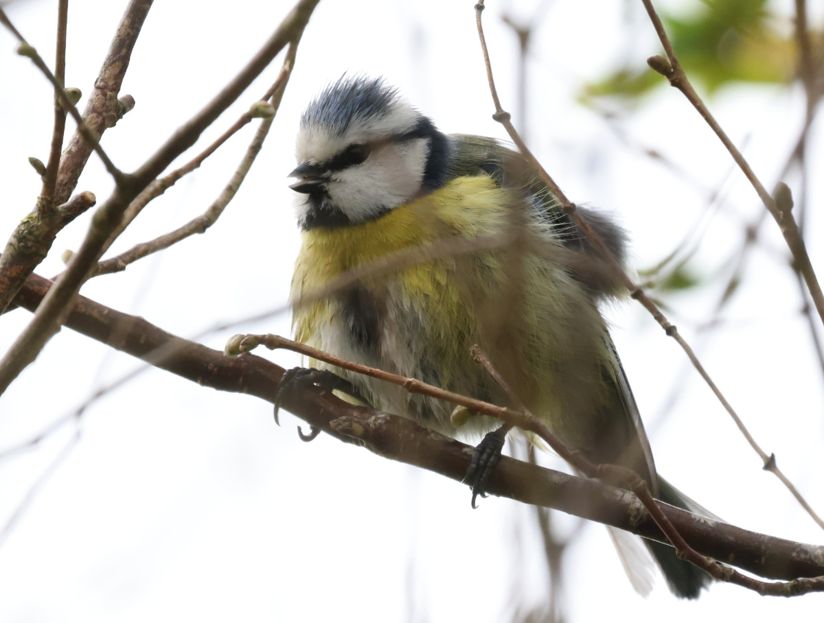 Cyanistes caeruleus