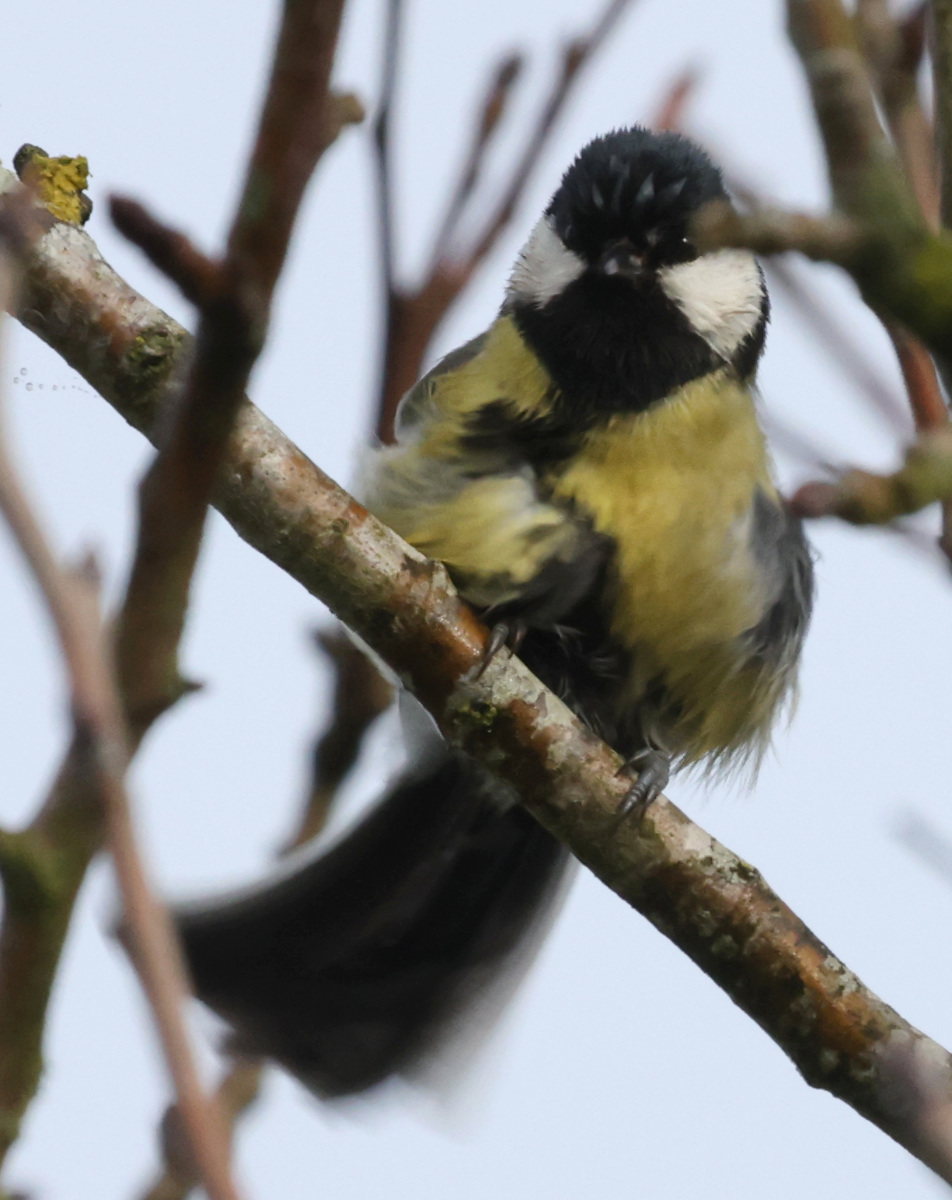 Parus major