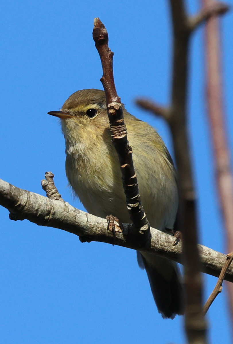 Phylloscopus collybita