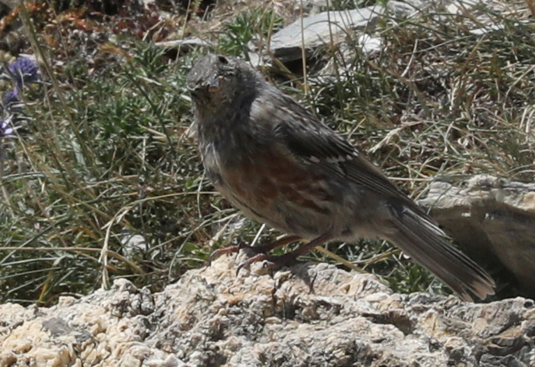 Prunella collaris