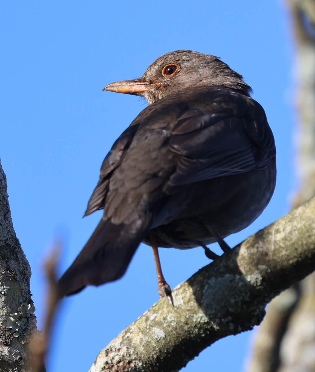 Turdus merula