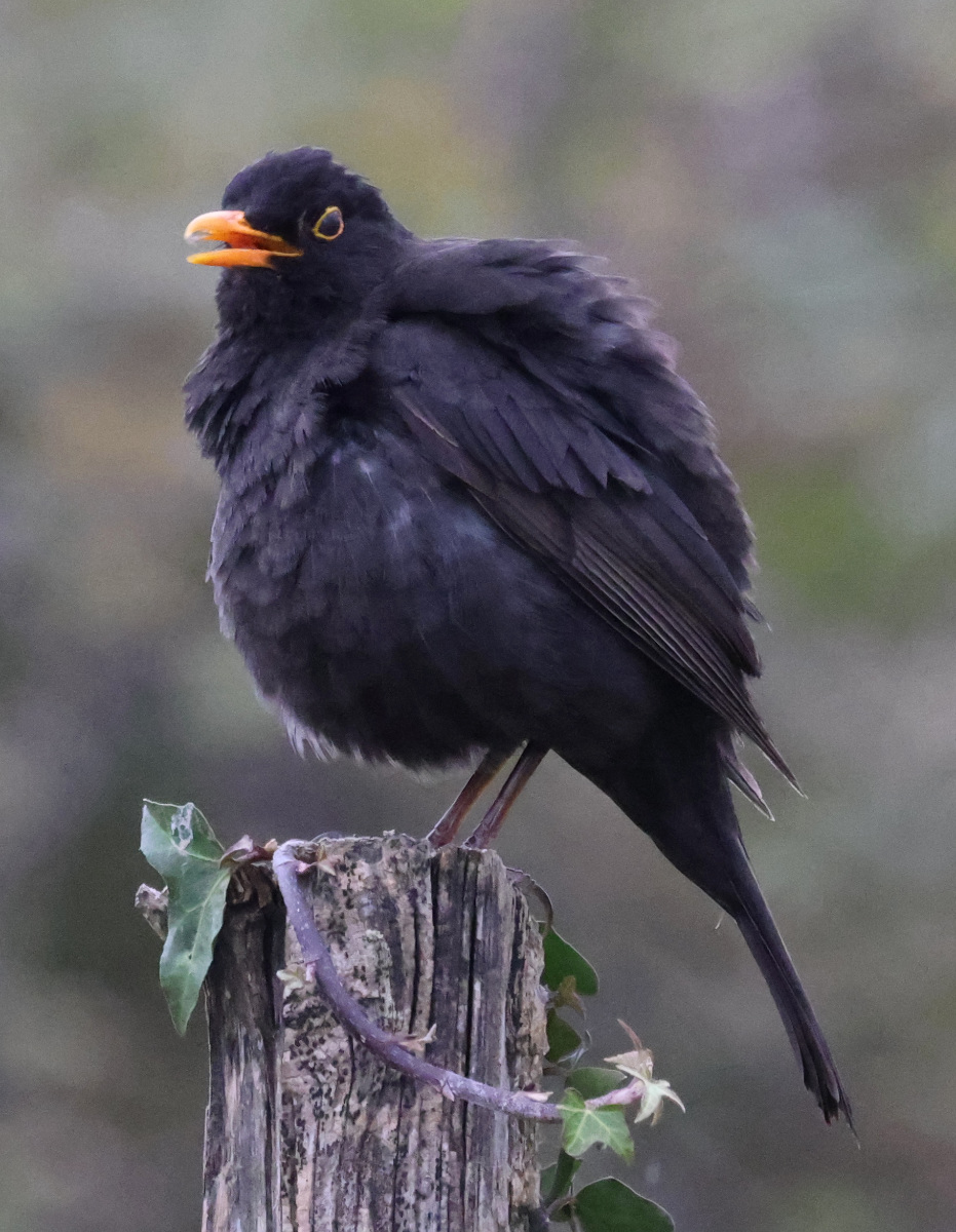 Turdus merula