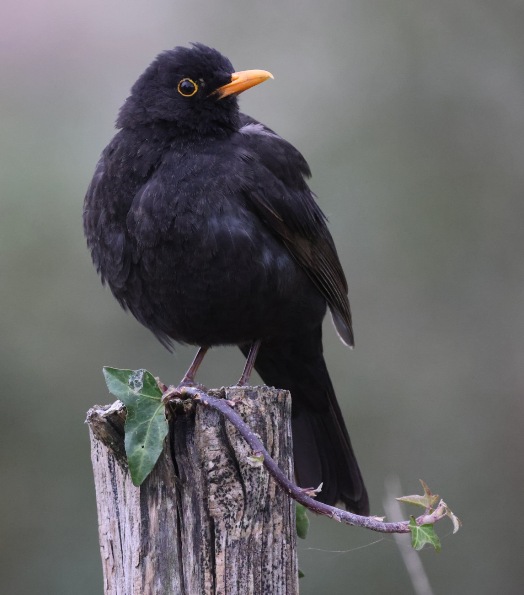 Turdus merula