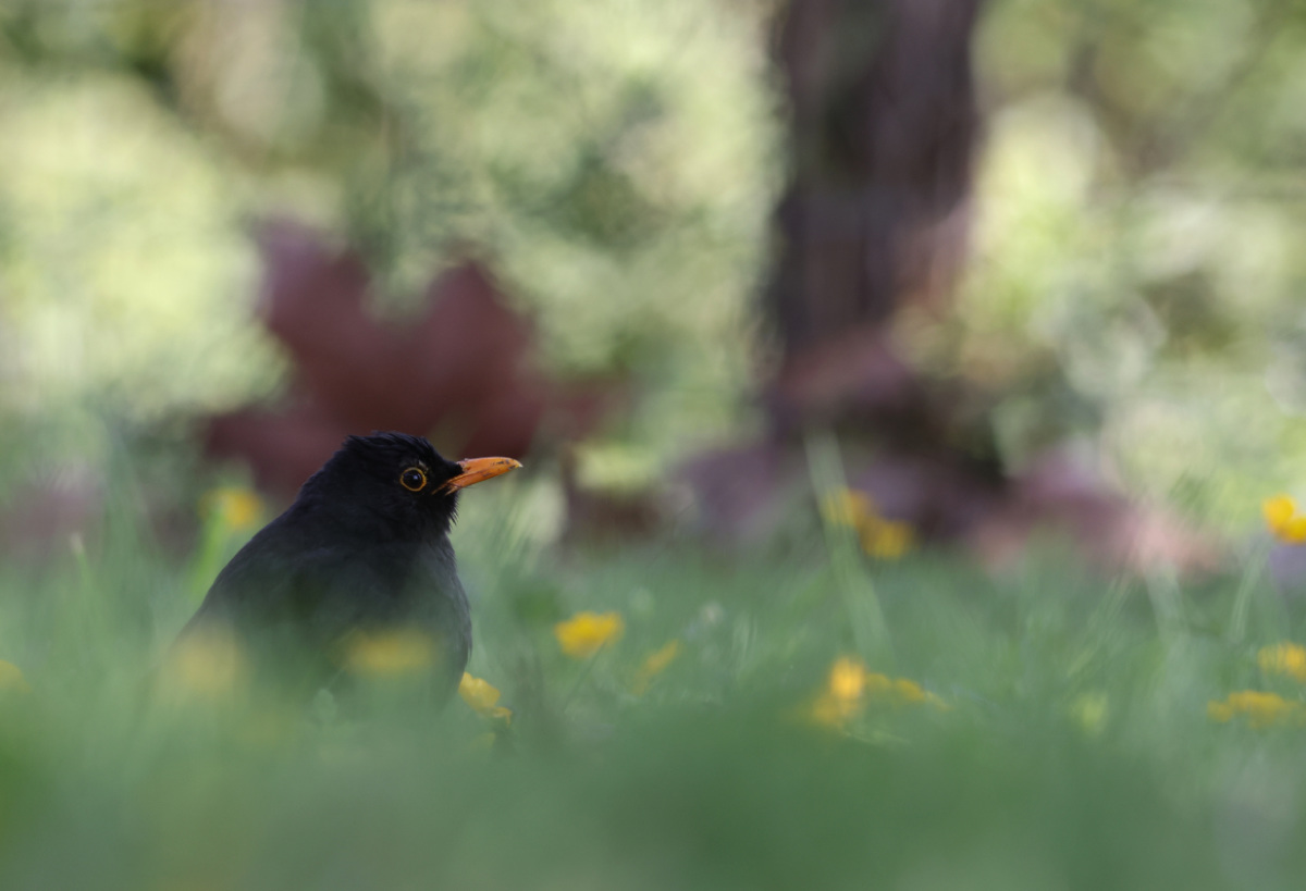 Turdus merula