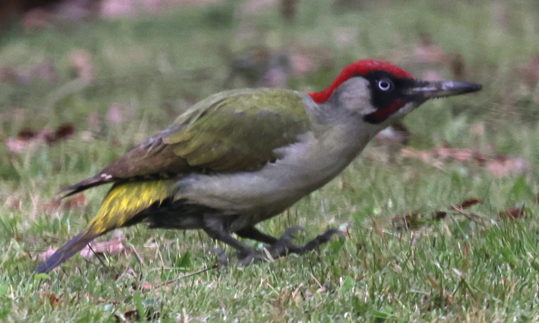 Picus viridis