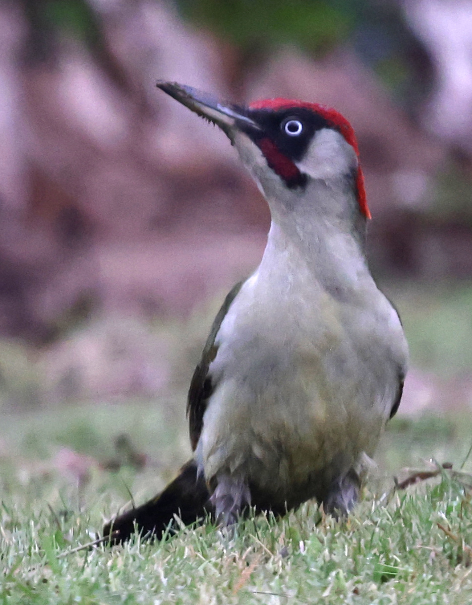 Picus viridis